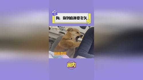 独家爆料玩法狗子视频大全,玩法狗子视频大全，带你领略萌宠魅力